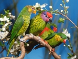 fond ecran animal wallpaper hd gratuit